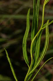 Image result for Cyphia brachyandra