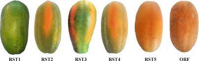 When is a papaya ripe. Ripeness Indexes And Physicochemical Changes Of Papaya Carica Papaya L Cv Maradol During Ripening On Tree Sciencedirect