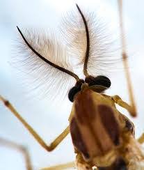 Some of the insects are. Fun Insects Facts For Kids