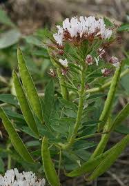 Image result for Polystachya pamelae