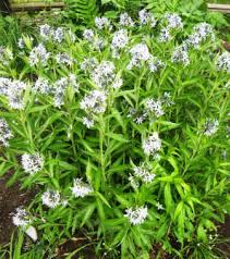 The entire plant turns a stunning shade of golden yellow. Amsonia Tabernaemontana