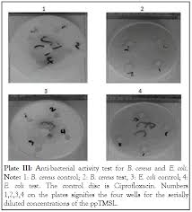 Image result for Trilepisium madagascariense