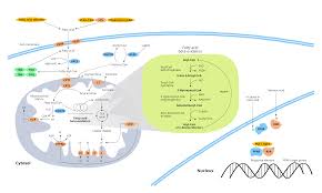 Image result for Fatty Acid