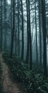#cottagecore #soft aesthetic #morikei #forest aesthetic #cottagecore asks #sentimentalcelestine. Wallpapertumblr Background Wallpaper Android Forest Nature Iphone Trees Lost In The Woods Nature Aesthetic Forest Wallpaper
