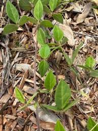 Image result for Macrotyloma