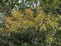 Image result for Helixanthera