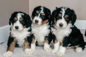 Find reputable bernedoodle breeders near you. Bernedoodle Rescues For Adoption Our Fit Pets