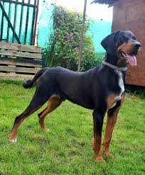 Image result for sedmihradský honič