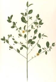 Image result for Sida rhombifolia