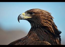 A Golden Eagle Aquila Chrysaetos In The Altai Region Of Bayan Olgii In Western Mongolia Golden Eagle Eagle Altai
