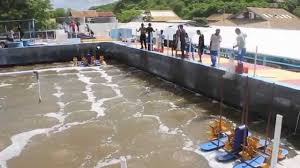 Panen Udang Vaname Parsial Pertama Tambak Supraintensif Ntt Youtube