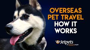 How To Fly Internationally With A Dog With Pictures Wikihow