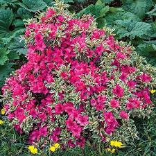 Pin On Plant Cultivars Shrubs