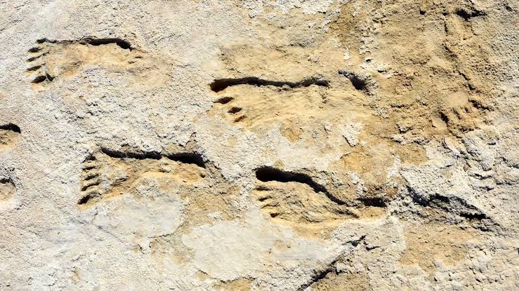 Buried for 23,000 years: These footprints are rewriting American history |  ScienceDaily