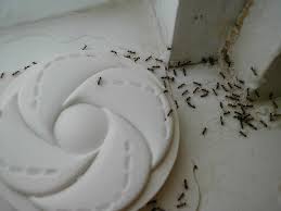 Maybe you would like to learn more about one of these? How To Kill Ants With Borax Easy Diy Guide Bug Lord