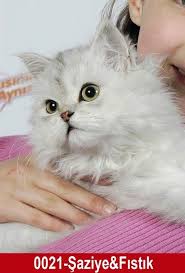 En Sevimli Kedi Sevimli Kediler Kedi Ense