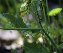 Image result for Tolpis capensis