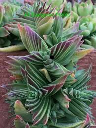 Image result for Crassula capitella
