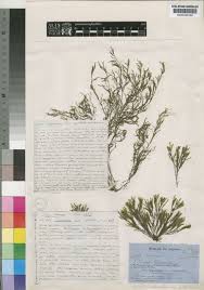 Image result for Tristicha