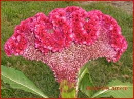 Rooster Comb Flowers Pretty Flowers Plants