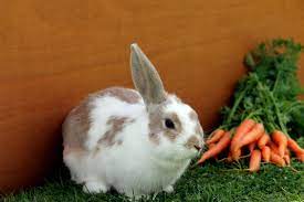 Rabbits live in the wild but also make great pets. Poisonous And Non Toxic Plant List For Rabbits Firstvet