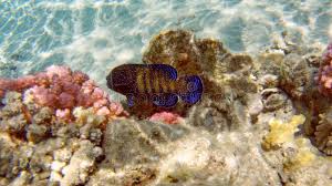 Image result for Cephalophis