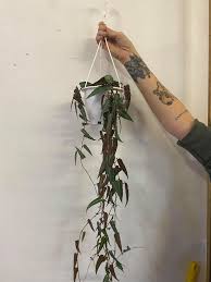 Image result for Cissus