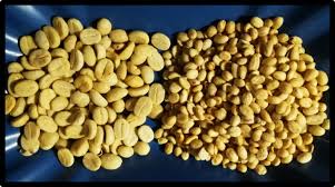 Image result for Coffea racemosa