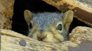 How to prevent squirrels from returning. Squirrel Removal City And Country Pest Control