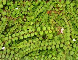 Image result for Evolvulus nummularius