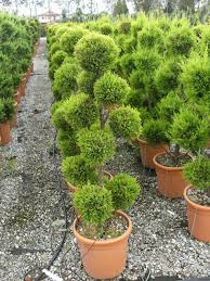 Image result for Cupressus macrocarpa