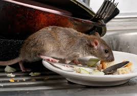 See more of holme on spalding moor information page on facebook. I Have Rats And Mice Get Them Out Of Here Abate Pest Management