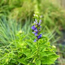 Image result for Lobelia flaccida