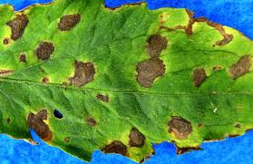 Image result for tomato seedling early blight
