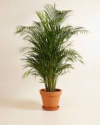 Image result for Dypsis