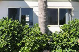 Image result for Carissa praetermissa