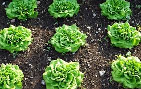 Quels légumes planter en avril ? Que Planter En Septembre Au Potager Fiches Pratiques Du Jardin