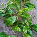 Image result for Triainolepis