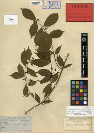 Image result for Baissea