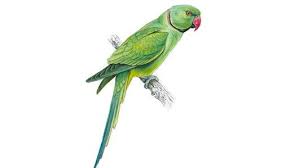 Green Bird With Red Ring Around Neck Ring Necked Parakeet In 2020 Parakeet Ring Necked Parakeet Bird Barn
