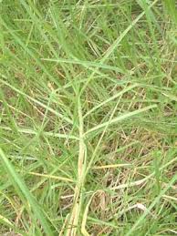 Image result for Cenchrus clandestinus