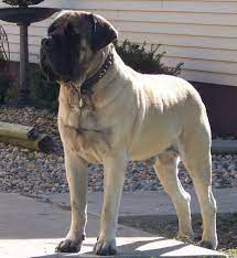 Top 20 Cutest Dog Breeds Around The World Mastiff Puppies Mastiff Breeds English Mastiff Puppies