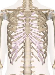 In vertebrate anatomy, ribs (costae) are the long curved bones which form the rib cage. Bones Of The Chest And Upper Back