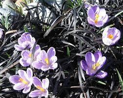 Pin On Garden