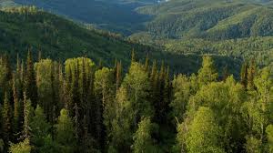 How much carbon a tree absorbs depends on the age of a tree and tree type. Russia To Offer Carbon Credits With Far East Digital Forest Platform Bloomberg The Moscow Times