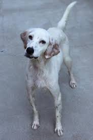 We did not find results for: English Setter Dog Shipping Rates Services