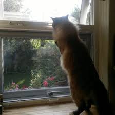 My cats are being playful with a stray cat that sits on the window ledge. Keep Your Pet Safe With A Window Pet Screen Streme