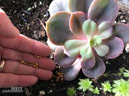 The application quality of dry granular fertilizer depends on several variables. Houseplant Fertilizer Basics How And When To Feed Houseplants