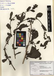 Image result for Pseudoconyza viscosa