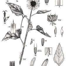 Image result for Emilia debilis